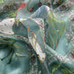 Pine Green Pure Organza Suit With Rose Tissue Appliqué Work And Pichwai Dupatta