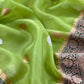Kora silk suit for the trousseau collection